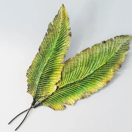 Acaymo * Santa-Cruz de Ténérife